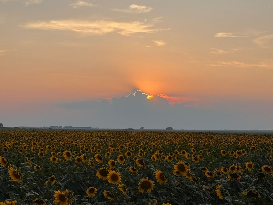 12 Bedroom Property for Sale in Bloemfontein Rural Free State